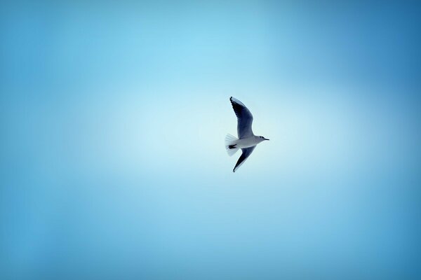 A bird soaring majestically in the blue sky