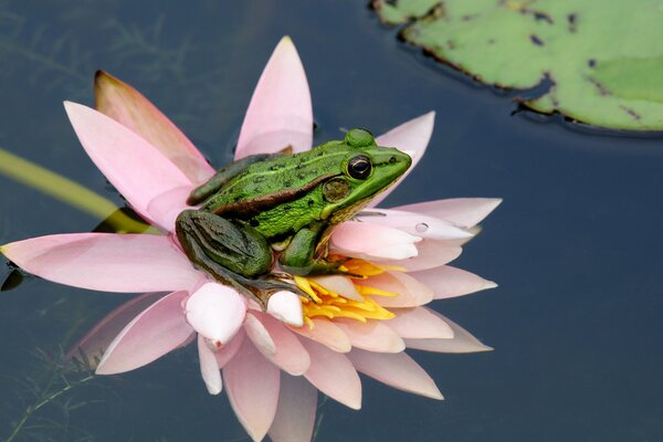 Grenouille assise sur un nénuphar rose