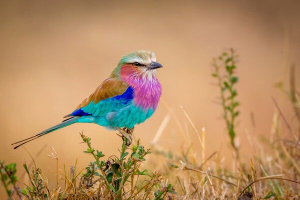 Oiseau arc-en-ciel magique dans la nature