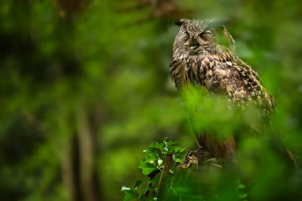 An owl sleeps on a stump among the foliage