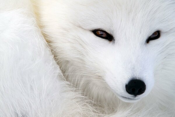 The white fox is happy with its fur