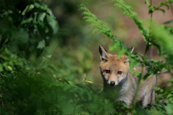 Gras grüner Fuchs Fuchs