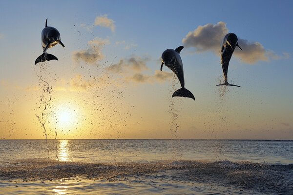 Delfines de mar jugando en el cielo