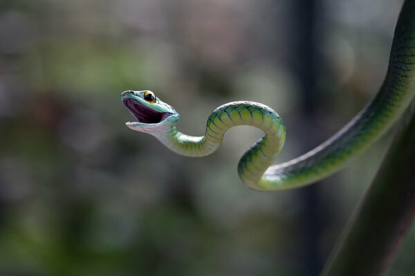 A small green smiling snake