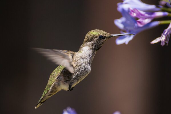 Blumen Vogel Kolibri Hintergrund