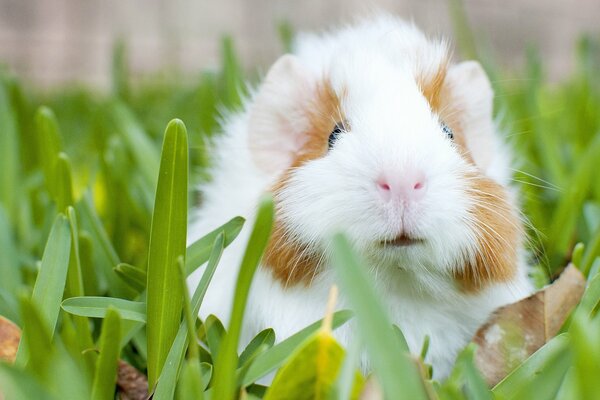 Weißes Meerschweinchen auf Gras