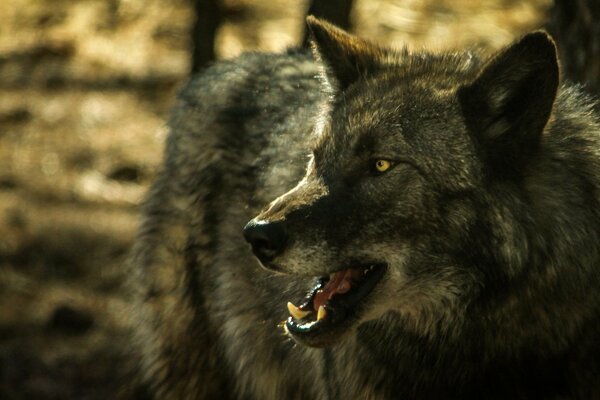 Grinsen eines wilden Wolfes im Wald