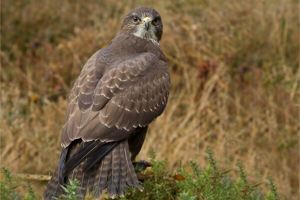 Räuberischer Falke im Fotofeld