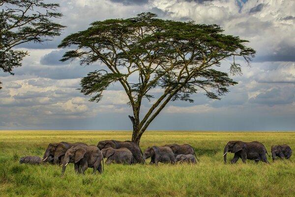 A herd of elephants are walking among the tall grass on the savannah