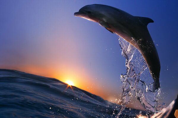 Dauphin fait un saut dans la mer pendant le coucher du soleil