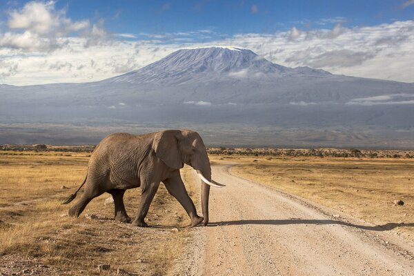 Éléphant d Afrique sur fond de volcan éteint