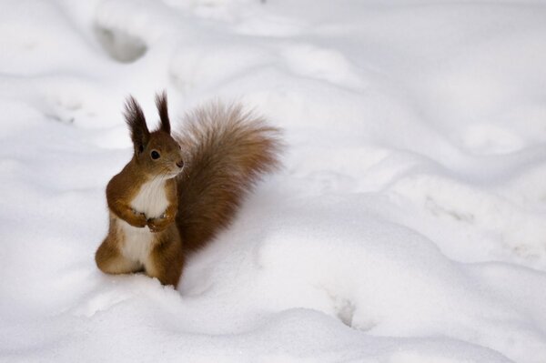 Flauschiges Eichhörnchen im verschneiten Winter