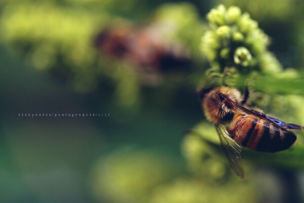 A bee pollinates a delicate flower