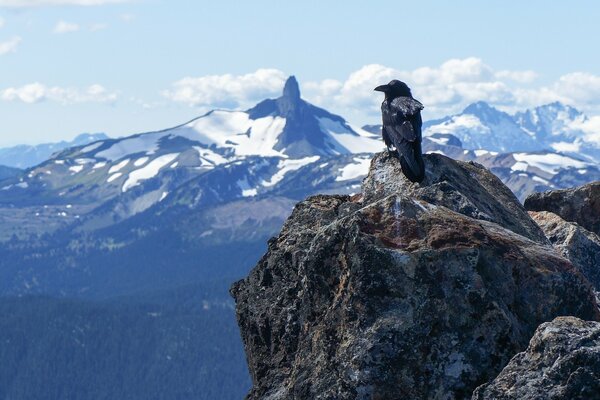 The raven looks down from the mountains