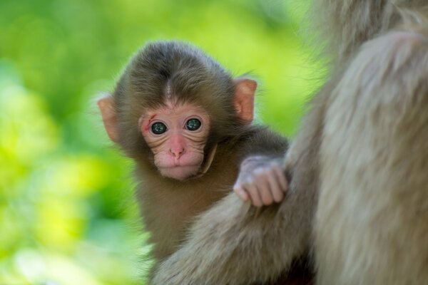 Pequeño mono asomándose por la espalda