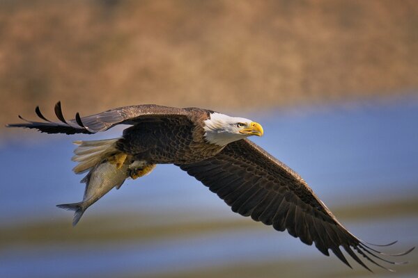 Bald eagle in search of prey