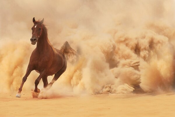 A horse running in the dust