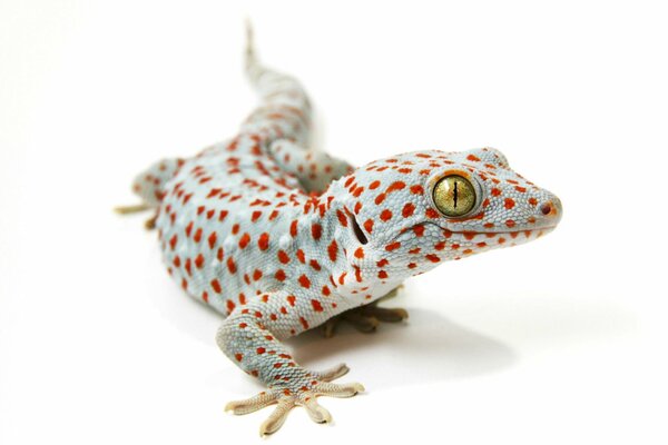 Tokai Gecko sobre fondo blanco