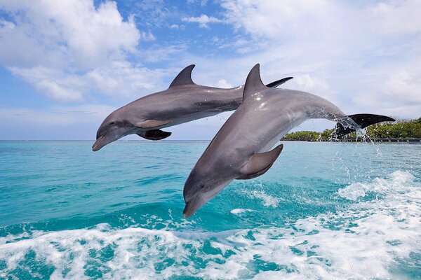 Blue sea beautiful sky a couple of dolphins jumping on the waves