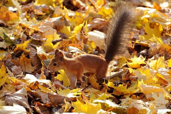 The hardworking squirrel is making supplies