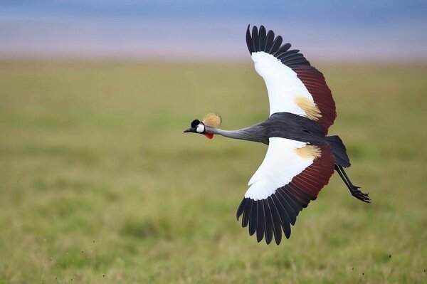 Gru sul campo. volo della gru. bellissimo uccello