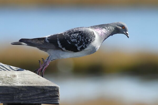 A cute pigeon looking down on people