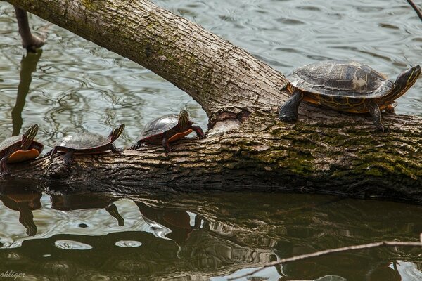 Tortuga pintada con cachorros arrastrándose fuera del agua