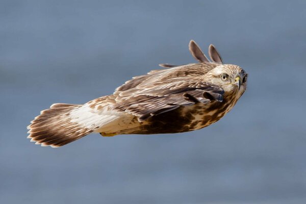 Ein schneller Falke, der in sein Nest fliegt