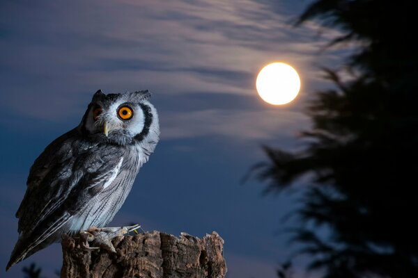 An owl sits on a stump with a full moon