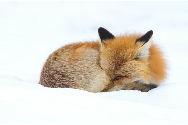 Fox in winter