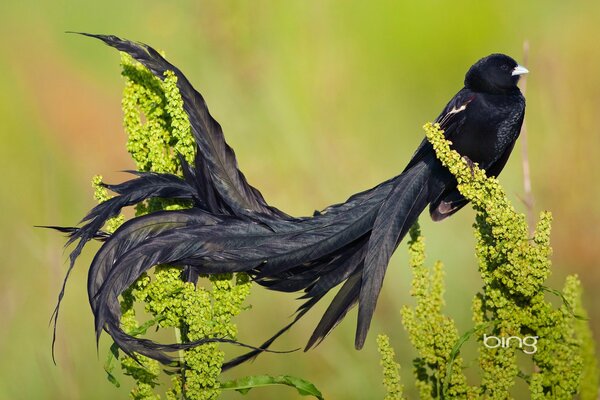 A velvet weaver showing off his tail in all its glory