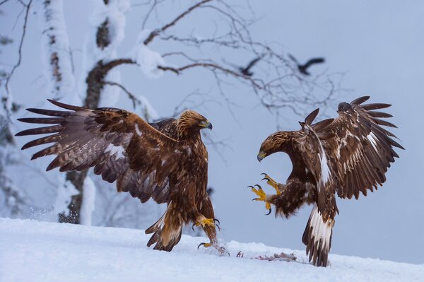 Les oiseaux aigles ne peuvent pas partager leurs proies