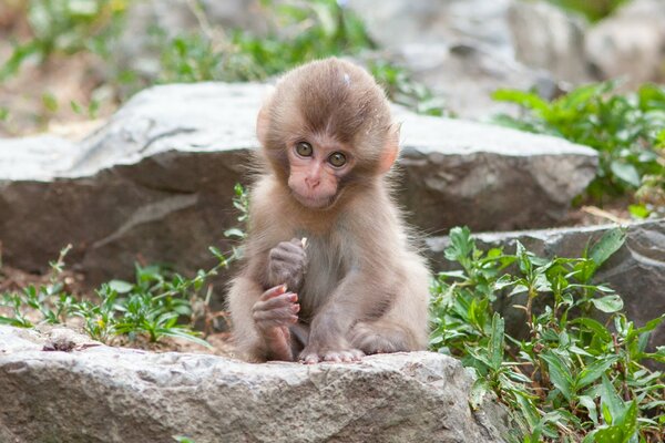 Pequeño mono sentado en una piedra entre las plantas