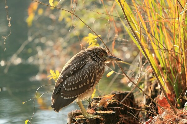 El pájaro se sienta en la hierba en un cuerpo de agua