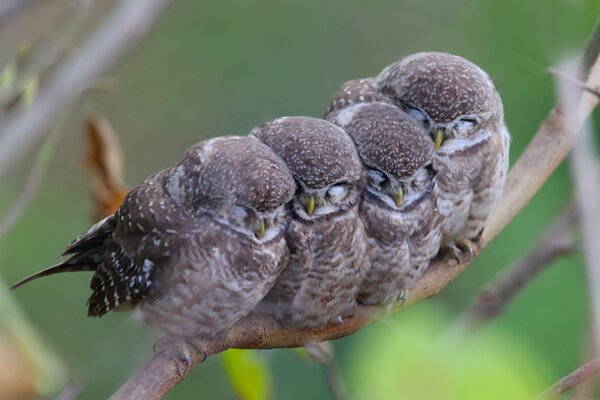 Little sleeping owls are sitting on a branch