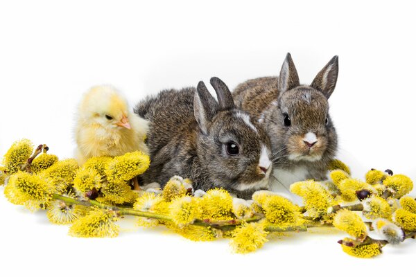 Deux lapins et un poussin assis derrière une branche de saule