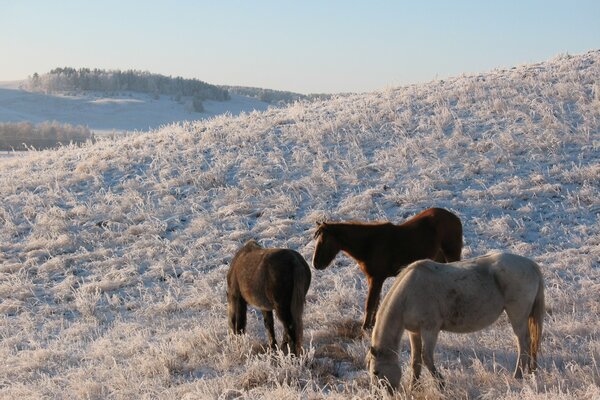 Les chevaux paissent dans un pâturage enveloppé de givre