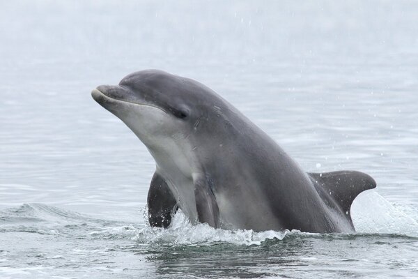 Dolphin in the open sea