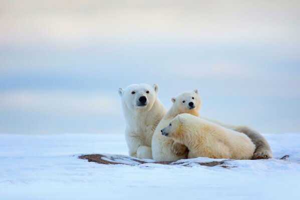 Familia de osos polares en la nieve