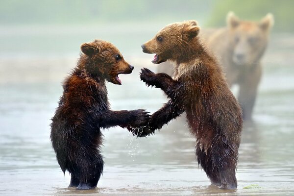 Two cubs frolic in the water while a bear is watching them