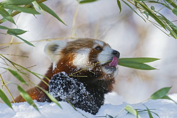 Panda sur fond de neige blanche mange bambou