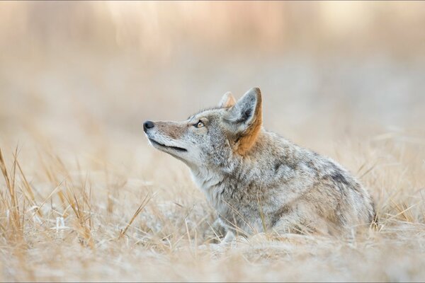 Coyote sur l herbe sèche enneigée