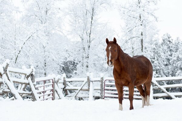 Winterlandschaft und Pferd auf Schnee Hintergrund