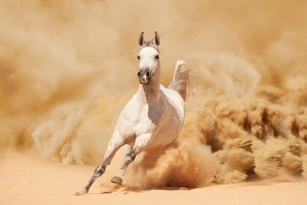 Cavallo bianco che corre dalla sabbia