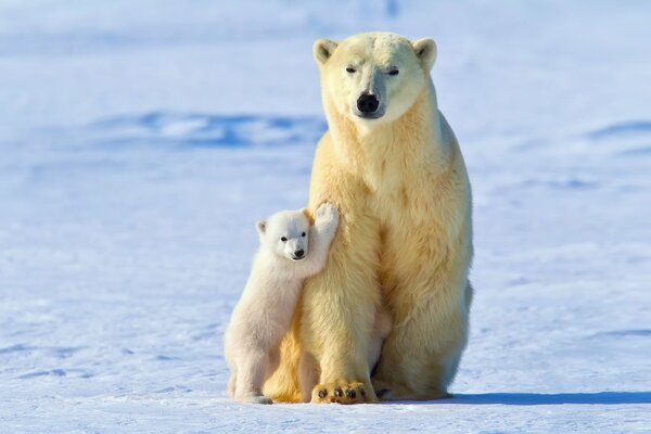 A polar bear cub and a bear are standing in an embrace