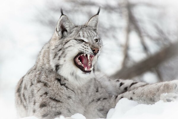 La sonrisa de un lince en invierno en la nieve