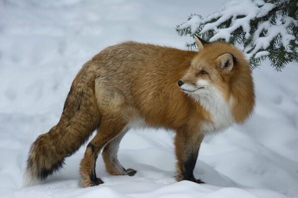 Zorro cauteloso en la nieve