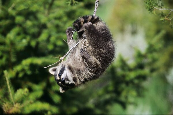 Waschbär hängt an einem Ast