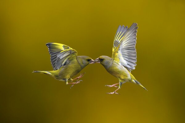 Dos pájaros tocaron sus picos durante el vuelo