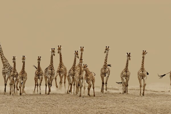 Una manada de jirafas corriendo en el desierto